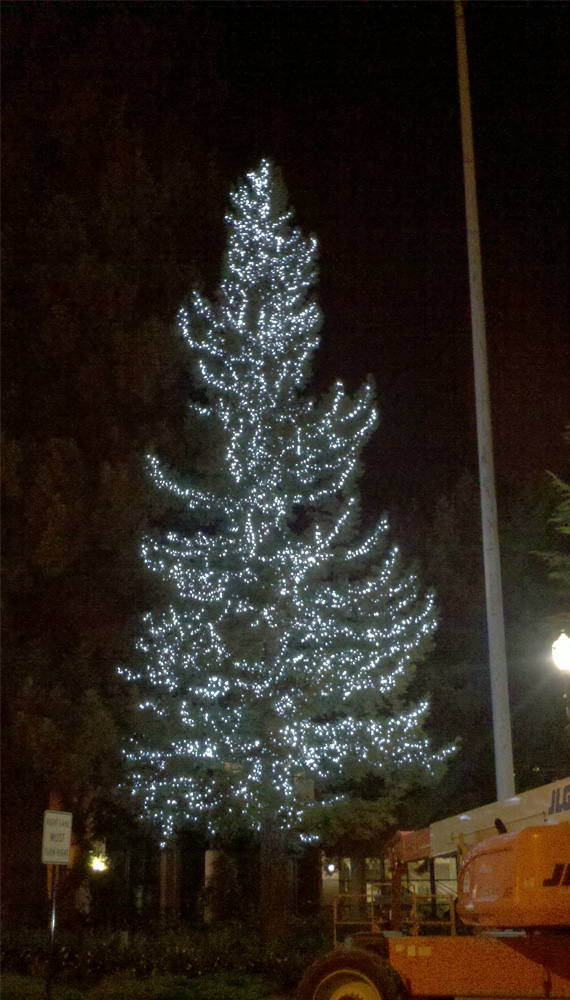 Tree lighting service commercial exterior bay area themes.jpg